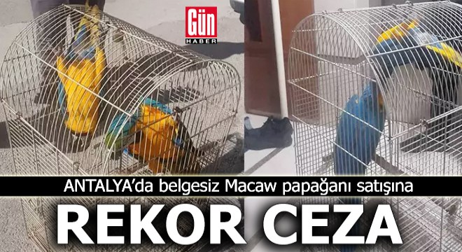Antalya'da belgesiz Macaw papağanı satışına rekor ceza