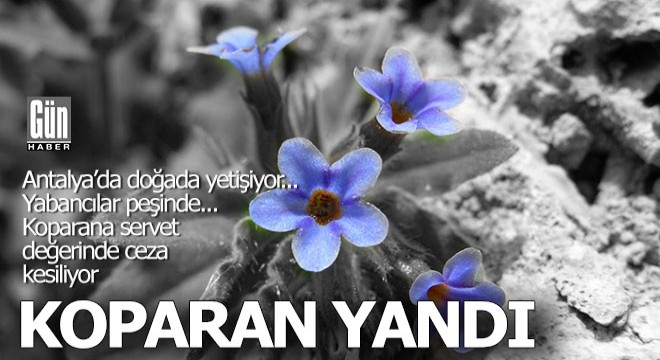 Antalya'da bu bitkileri koparana servet değerinde ceza