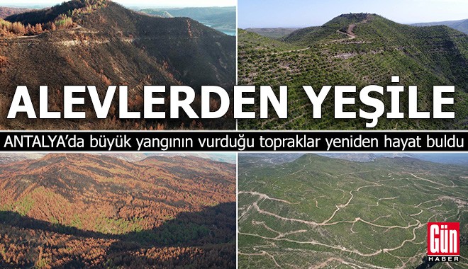 Antalya’da büyük yangının vurduğu topraklar yeniden hayat buldu