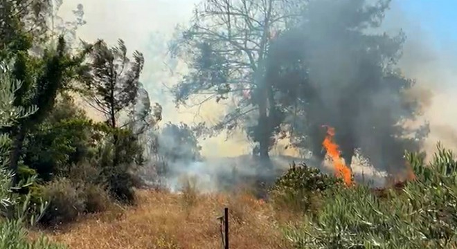 Antalya'da çalılıkta çıkan yangın ormana sıçradı