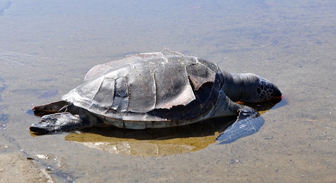 Antalya'da caretta caretta ölüsü sahile vurdu