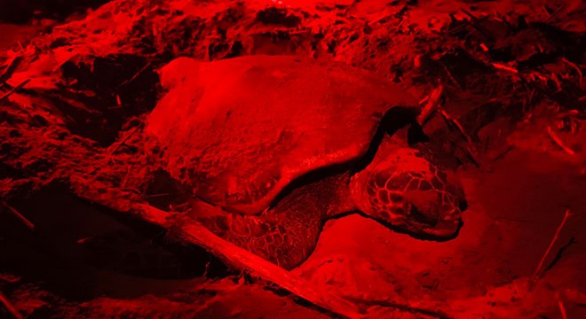 Antalya'da carettaları kurtaracak 'kırmızı ışık' projesi başladı