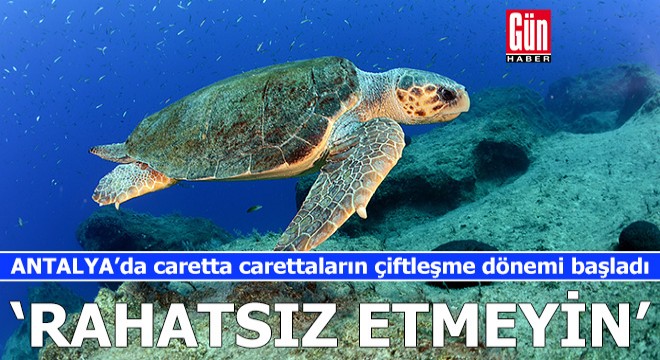 Antalya'da carettaların çiftleşme dönemi başladı; 'rahatsız etmeyin' uyarısı