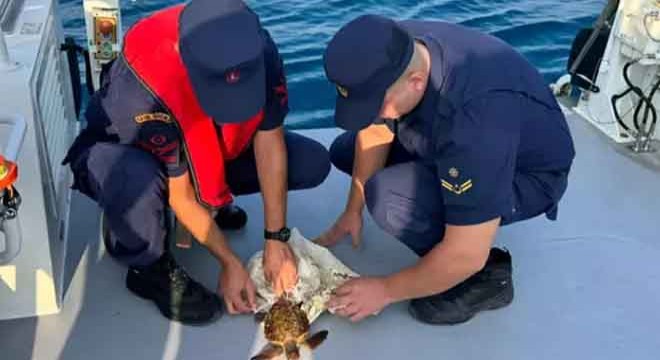 Antalya'da çuvala dolanmış deniz kaplumbağası kurtarıldı
