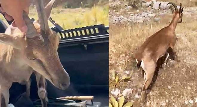 Antalya'da dağ keçisine su ve yiyecek verip, doğaya saldılar