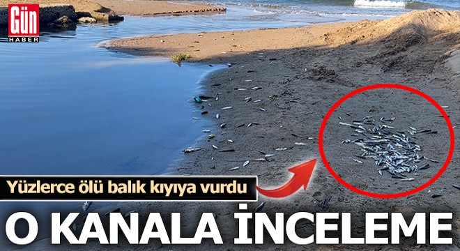 Antalya'da denize dökülen kanalda balık ölümlerine inceleme