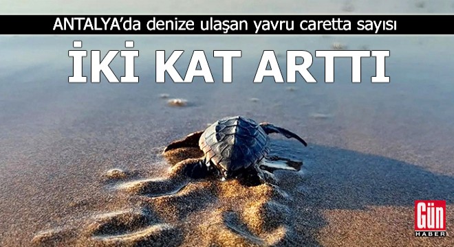 Antalya'da denize ulaşan yavru caretta sayısı iki kat arttı