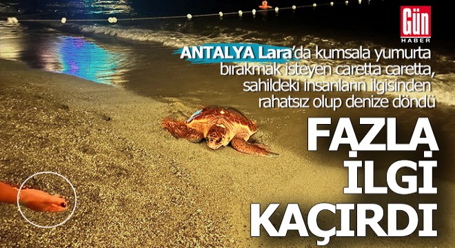 Antalya'da fazla ilgiden rahatsız olan caretta caretta yumurtlamadan denize döndü