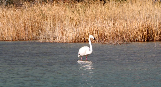 Antalya'da flamingo sürprizi