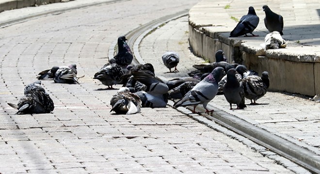 Antalya'da güvercin ve kumrular, 'kuş gribi' tehlikesini artırıyor