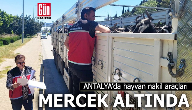 Antalya'da hayvan nakil araçları mercek altında