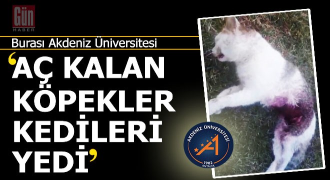 Antalya'da hayvanseverleri ayaklandıran iddia; 