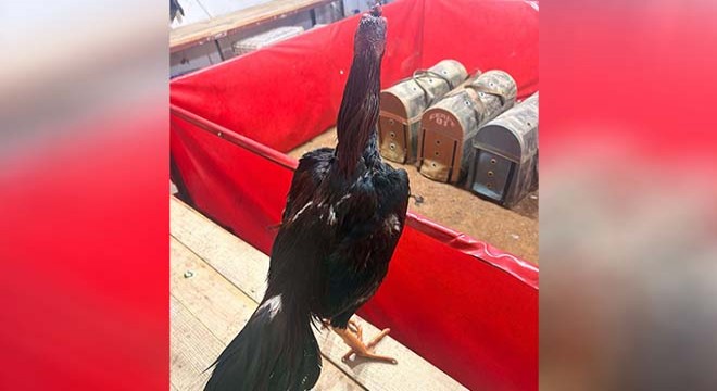 Antalya'da horoz dövüşüne jandarma baskını