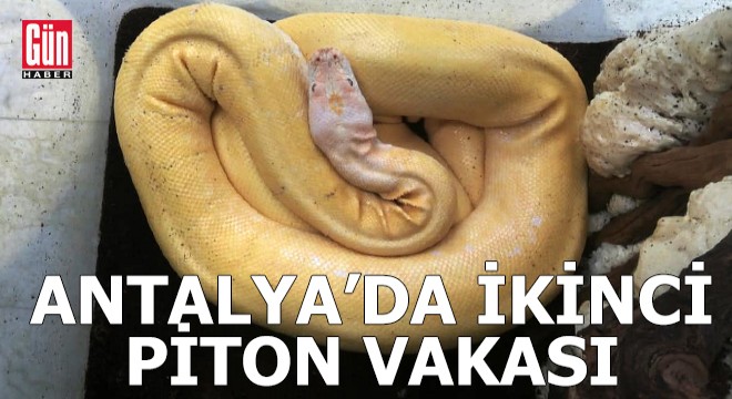 Antalya'da ikinci piton vakası