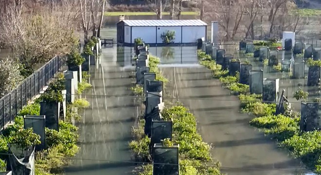 Antalya'da ırmak taştı, narenciye bahçelerini su bastı