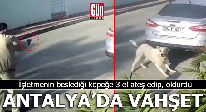 Antalya'da işletmenin beslediği köpeğe 3 el ateş edip, öldürdü