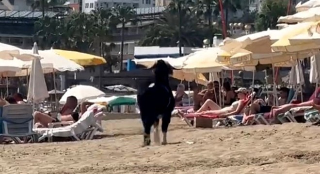 Antalya'da kaçan kurbanlık keçi, plaja girdi