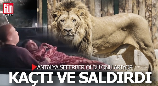 Antalya'da kafesinden kaçan aslan dehşet saçtı