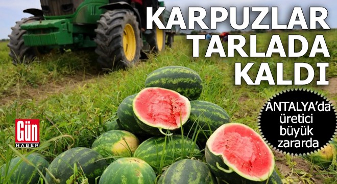Antalya'da karpuzlar tarlada kaldı