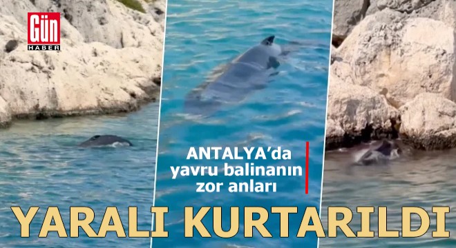 Antalya'da kayalıklara sıkışan yavru balina kurtarıldı