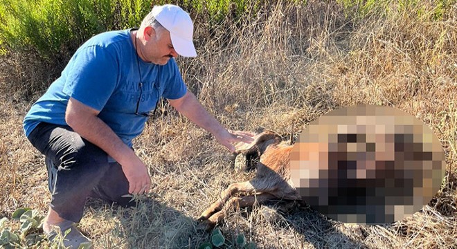 Antalya'da keçilerini vahşi hayvanlar parçaladı