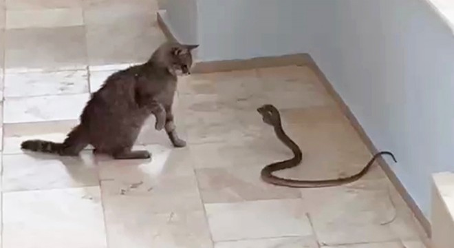 Antalya'da kedi ile yılanın kavgası kamerada