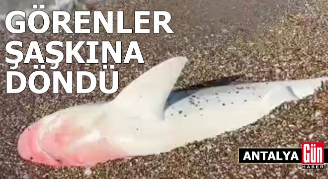 Antalya'da köpek balığı ölüsü kıyıya vurdu