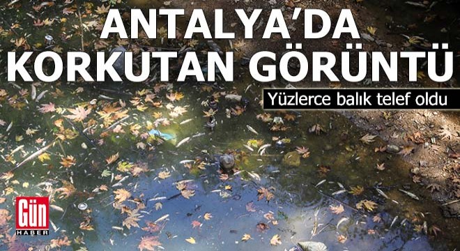 Antalya'da korkutan görüntü! Yüzlerce balık telef oldu