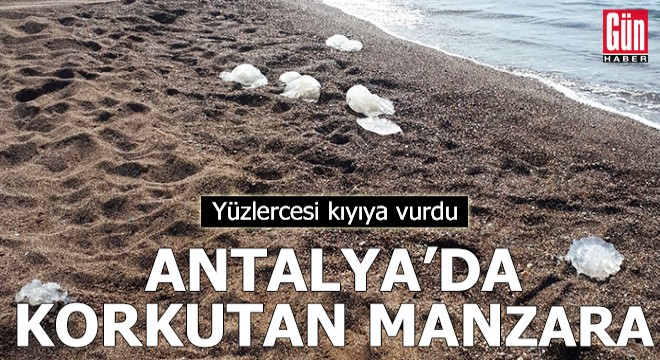 Antalya'da korkutan manzara! Yüzlercesi kıyıya vurdu