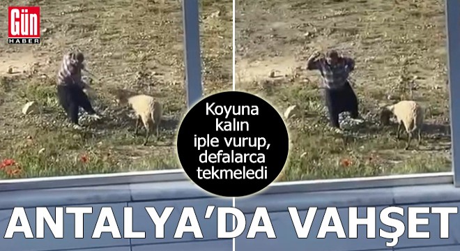 Antalya'da koyuna kalın iple vurup, defalarca tekmeledi
