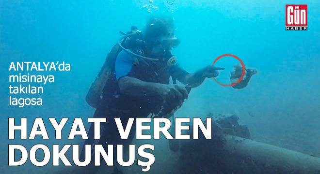 Antalya'da misinaya takılan lagosa, hayat veren dokunuş