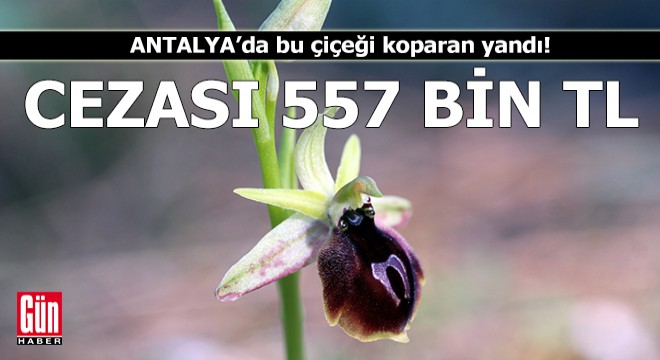 Antalya'da orkide mevsimi başladı; koparmanın cezası 557 bin 212 TL