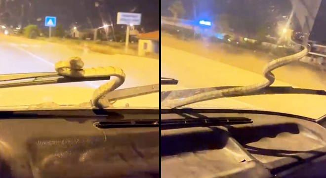 Antalya'da otomobile giren yılan, ön cama çıktı