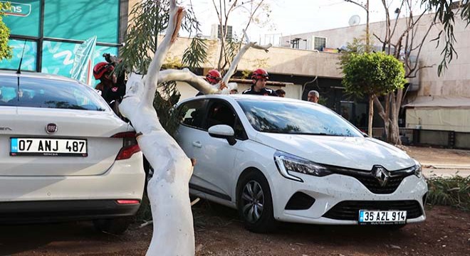 Antalya'da rüzgarın devirdiği ağaç 2 otomobilin üzerine düştü