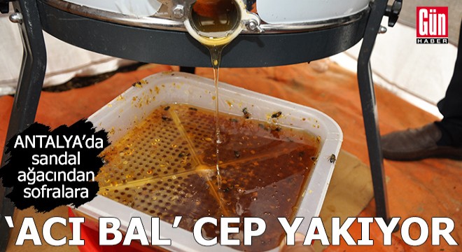 Antalya'da sandal ağacından sofralara: Acı bal cep yakıyor
