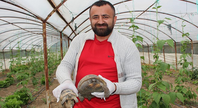 Antalya'da serasına kaplumbağa dadandı
