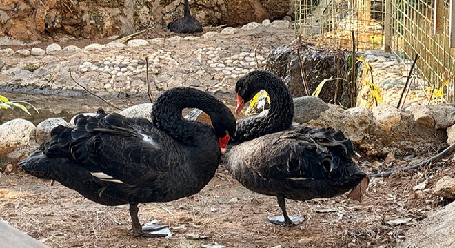 Antalya'da siyah kuğularda kuluçka heyecanı