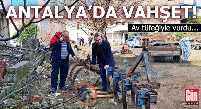 Antalya'da vahşet! Av tüfeğiyle vurdu...