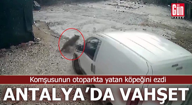 Antalya'da vahşet! Komşusunun köpeğini aracıyla ezdi