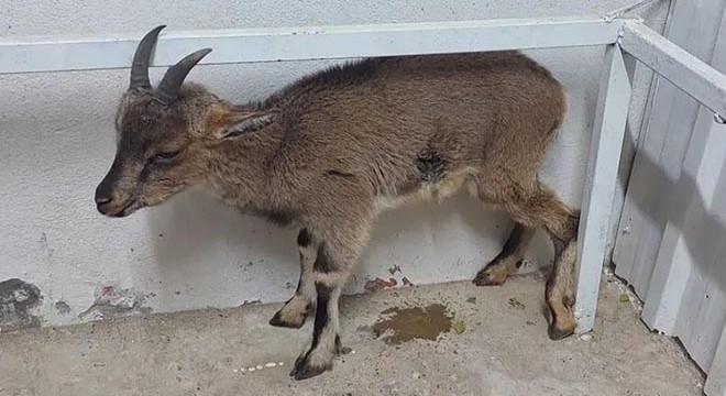Antalya'da yaban keçisi tedaviye alındı