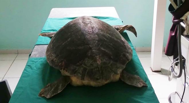 Antalya'da yaralı bulunan kaplumbağa tedaviye alındı