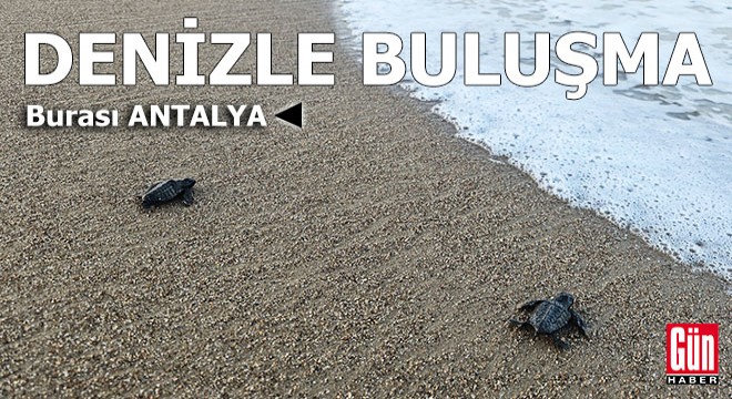 Antalya'da yavru caretta sezonu başladı