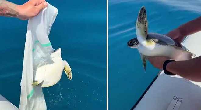 Antalya'da yavru deniz kaplumbağasını balıkçılar kurtardı