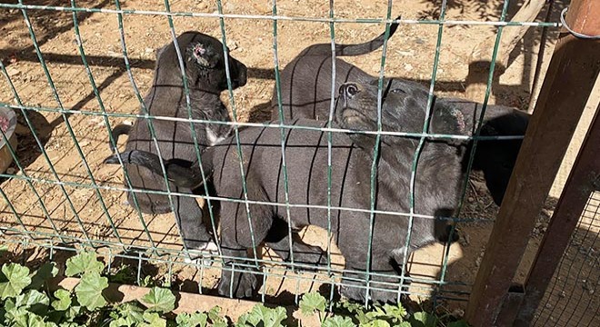 Antalya'da yavru köpeklerin kulaklarını kesen üreticiye ceza