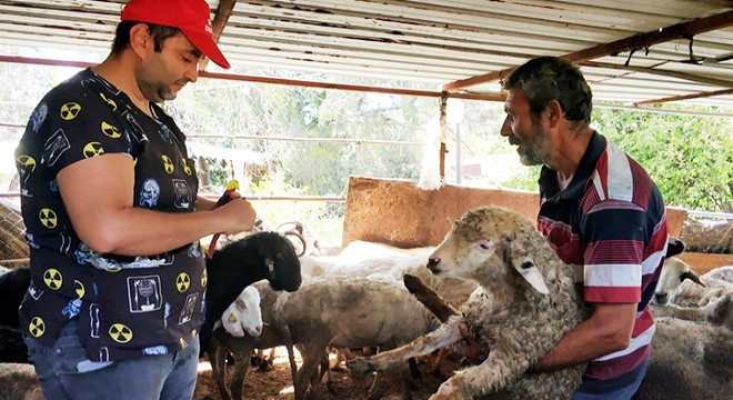 Antalya'da yayla göçü öncesi aşı ve kimliklendirme çalışması