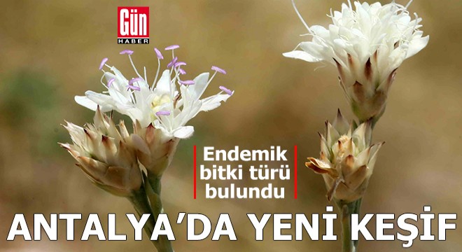 Antalya'da yeni endemik bitki keşfi