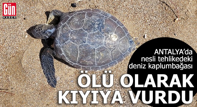 Antalya'da yeşil deniz kaplumbağası ölüsü kıyıya vurdu