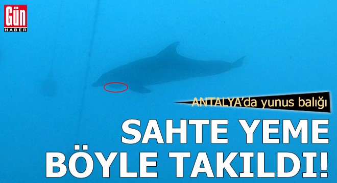 Antalya'da yunus balığı, sahte yeme takıldı