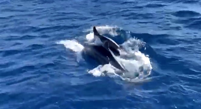 Antalya'da yunuslar tekneye eşlik etti turistler izledi