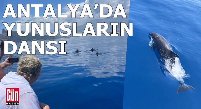 Antalya'da yunusların dansı